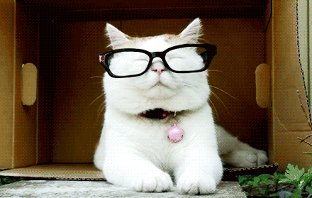11.gif 11.gif